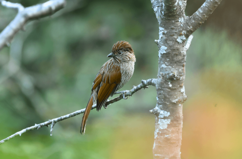 Best_Places_To_Spot_Striated_Laughingthrush