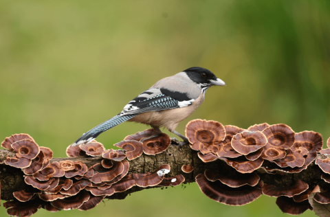 Black_Headed_Jay_Birdwatching_Tours
