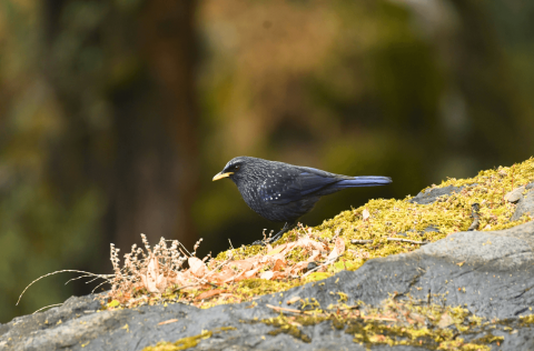 Blue_Whistling_Thrush_In_Uttarakhand_Birding_Tours