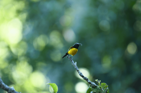 Green_Tailed_Sunbird_Best_Time_For_Birding