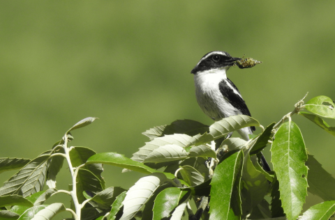 Grey_Bushchat_Photography_Tour_In_Pangot
