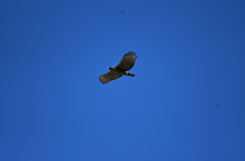 Mountain_Hawk_Eagle_Birding_In_Pangot
